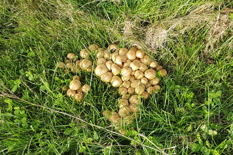 En genåbnet livskilde</br>Svampe i 101 Friendship Park, oktober 2018